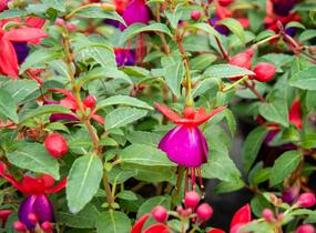 Fuchsie, čílko 'Jollies' - Fuchsia hybrida 'Jollies'