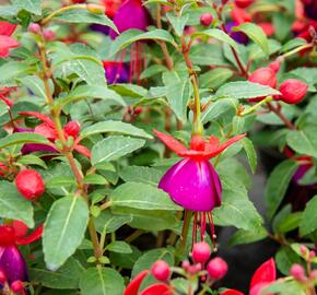 Fuchsie, čílko 'Jollies' - Fuchsia hybrida 'Jollies'