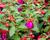 Fuchsie, čílko 'Jollies'