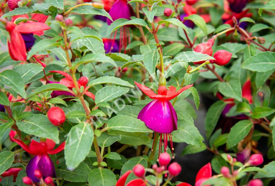 Fuchsie, čílko 'Jollies' - Fuchsia hybrida 'Jollies'