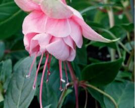 Fuchsie, čílko 'Hollys Beauty'