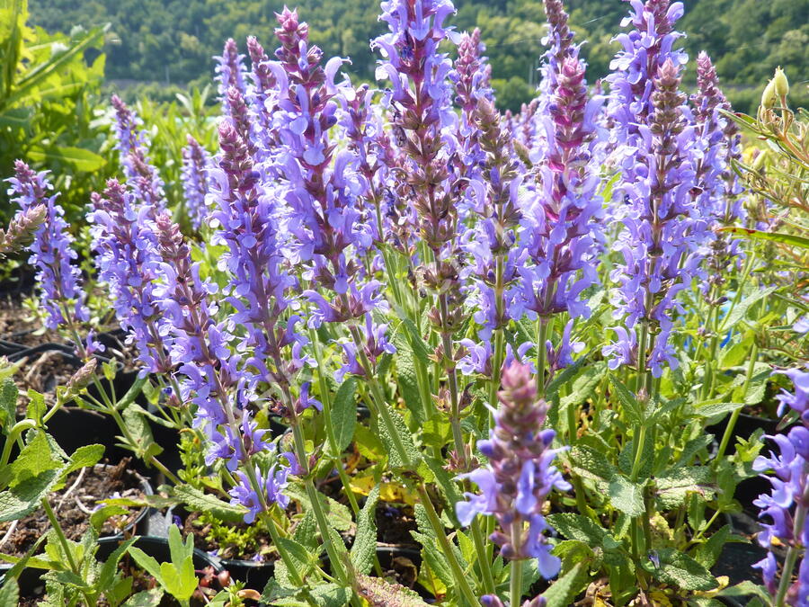 Šalvěj hajní 'Blauhügel' - Salvia nemorosa 'Blauhügel'