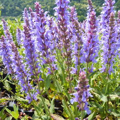 Šalvěj hajní 'Blauhügel' - Salvia nemorosa 'Blauhügel'