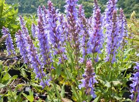 Šalvěj hajní 'Blauhügel' - Salvia nemorosa 'Blauhügel'