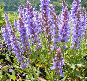 Šalvěj hajní 'Blauhügel' - Salvia nemorosa 'Blauhügel'