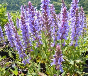 Šalvěj hajní 'Blauhügel' - Salvia nemorosa 'Blauhügel'