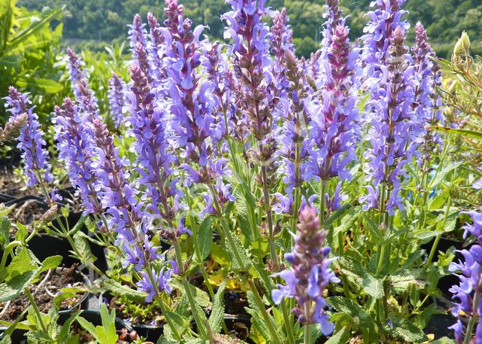 Šalvěj hajní 'Blauhügel' - Salvia nemorosa 'Blauhügel'