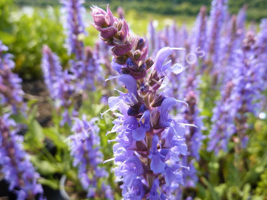 Šalvěj hajní 'Blauhügel' - Salvia nemorosa 'Blauhügel'