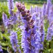 Šalvěj hajní 'Blauhügel' - Salvia nemorosa 'Blauhügel'