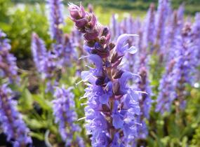 Šalvěj hajní 'Blauhügel' - Salvia nemorosa 'Blauhügel'