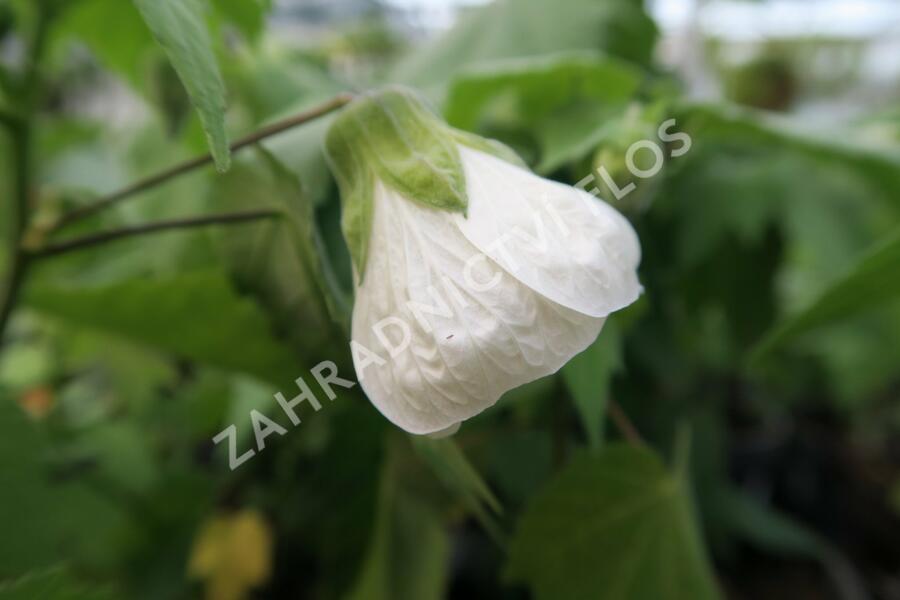 Mračňák 'White King' - Abutilon hybridus 'White King'