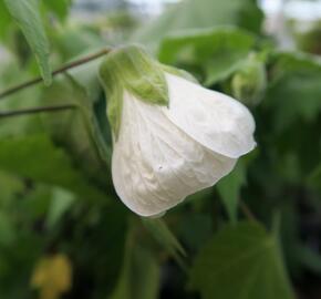 Mračňák 'White King' - Abutilon hybridus 'White King'