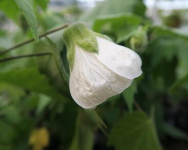 Mračňák 'White King'