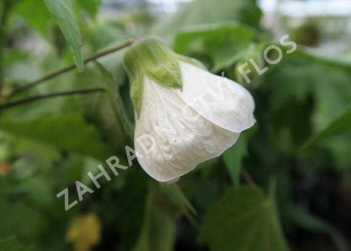 Mračňák 'White King' - Abutilon hybridus 'White King'