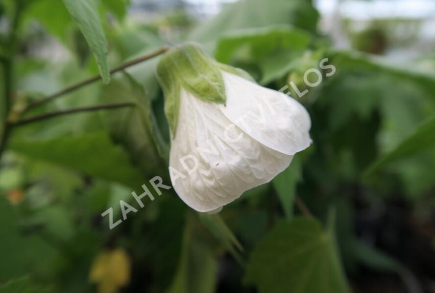 Mračňák 'White King' - Abutilon hybridus 'White King'