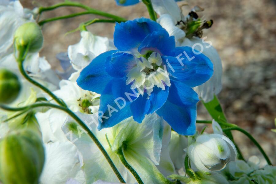 Ostrožka vyvýšená 'New Millenium Cobalt Dreams' - Delphinium elatum 'New Millenium Cobalt Dreams'