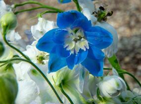 Ostrožka vyvýšená 'New Millenium Cobalt Dreams' - Delphinium elatum 'New Millenium Cobalt Dreams'