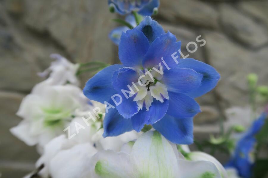 Ostrožka vyvýšená 'New Millenium Cobalt Dreams' - Delphinium elatum 'New Millenium Cobalt Dreams'
