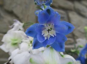 Ostrožka vyvýšená 'New Millenium Cobalt Dreams' - Delphinium elatum 'New Millenium Cobalt Dreams'