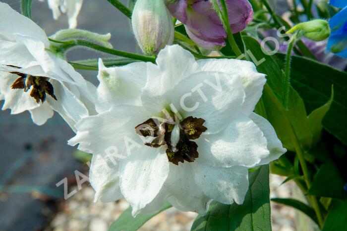 Ostrožka vyvýšená 'New Millenium Black Eyed Angels' - Delphinium elatum 'New Millenium Black Eyed Angels'