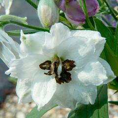 Ostrožka vyvýšená 'New Millenium Black Eyed Angels' - Delphinium elatum 'New Millenium Black Eyed Angels'