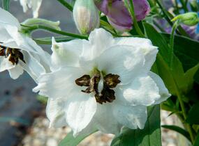 Ostrožka vyvýšená 'New Millenium Black Eyed Angels' - Delphinium elatum 'New Millenium Black Eyed Angels'