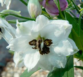 Ostrožka vyvýšená 'New Millenium Black Eyed Angels' - Delphinium elatum 'New Millenium Black Eyed Angels'