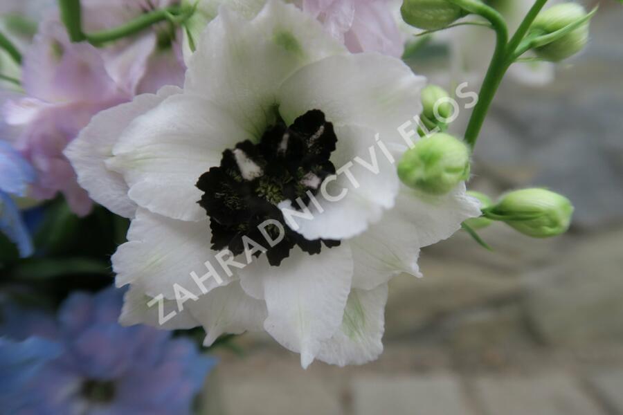 Ostrožka vyvýšená 'New Millenium Black Eyed Angels' - Delphinium elatum 'New Millenium Black Eyed Angels'