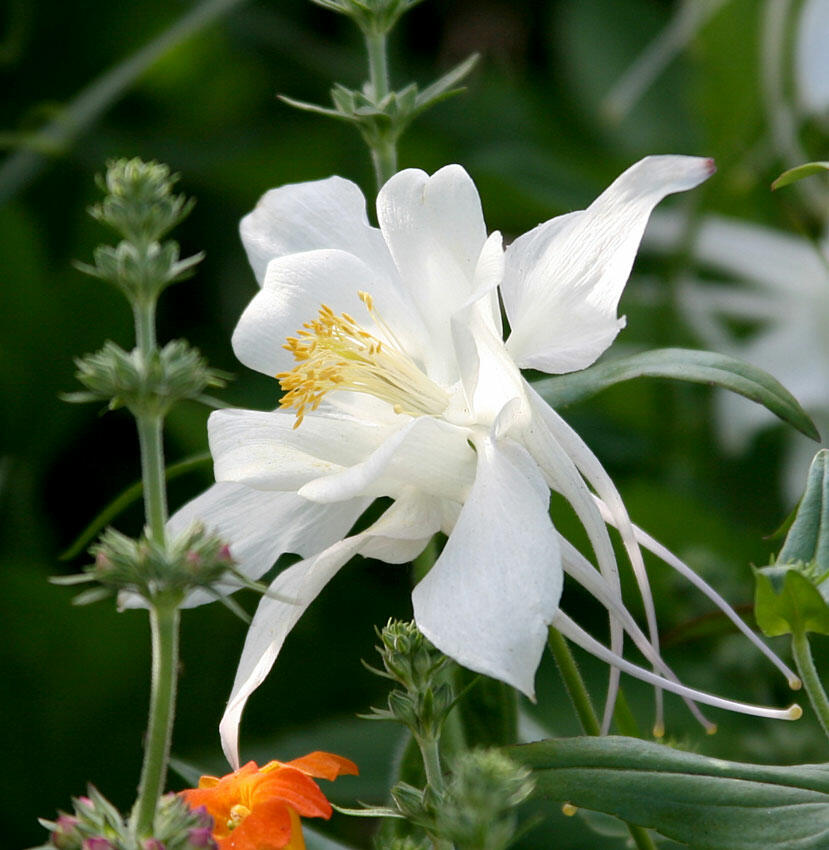 Orlíček 'Kristall' - Aquilegia caerulea 'Kristall'