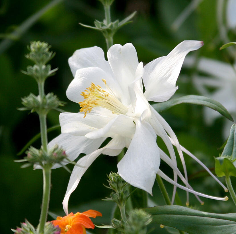 Orlíček 'Kristall' - Aquilegia caerulea 'Kristall'