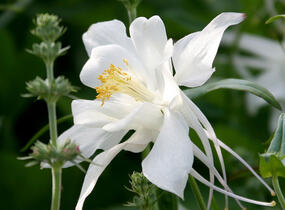 Orlíček 'Kristall' - Aquilegia caerulea 'Kristall'