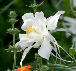 Orlíček 'Kristall' - Aquilegia caerulea 'Kristall'