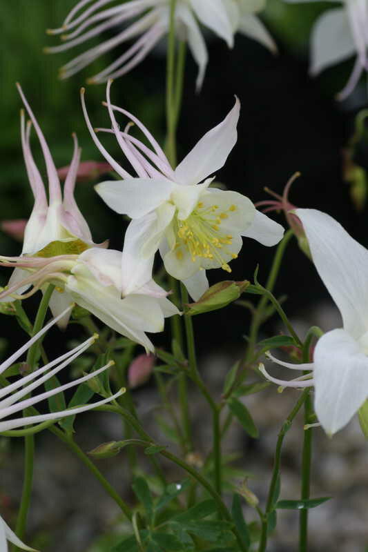 Orlíček 'Kristall' - Aquilegia caerulea 'Kristall'