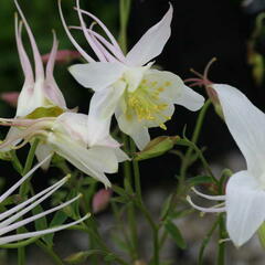 Orlíček 'Kristall' - Aquilegia caerulea 'Kristall'