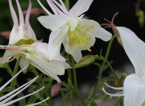 Orlíček 'Kristall' - Aquilegia caerulea 'Kristall'