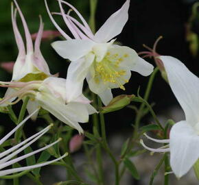 Orlíček 'Kristall' - Aquilegia caerulea 'Kristall'