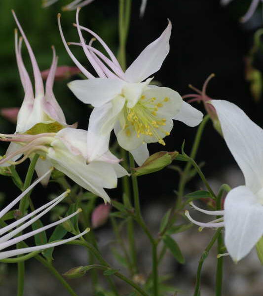 Orlíček 'Kristall' - Aquilegia caerulea 'Kristall'