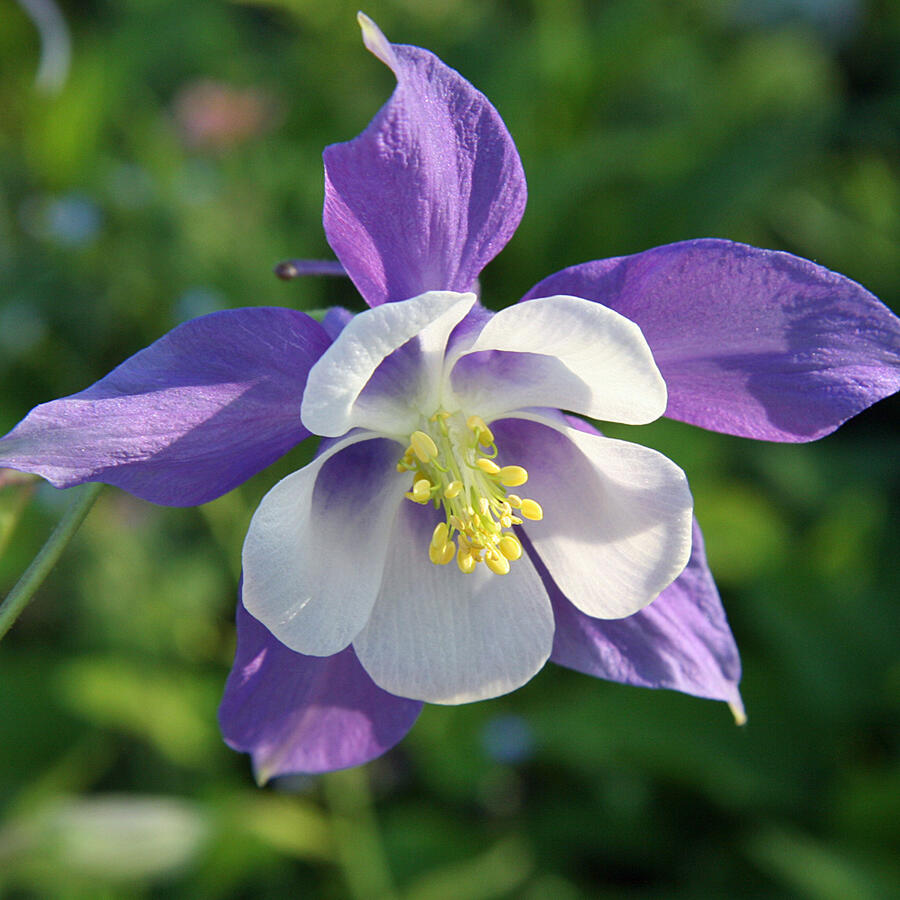 Orlíček 'Blue Star' - Aquilegia caerulea 'Blue Star'