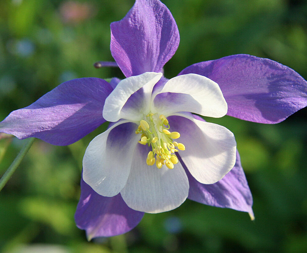 Orlíček 'Blue Star' - Aquilegia caerulea 'Blue Star'