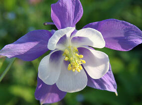 Orlíček 'Blue Star' - Aquilegia caerulea 'Blue Star'
