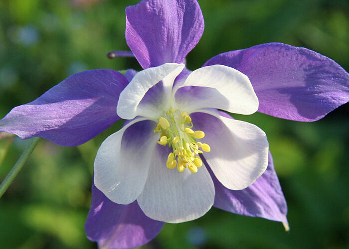 Orlíček 'Blue Star' - Aquilegia caerulea 'Blue Star'