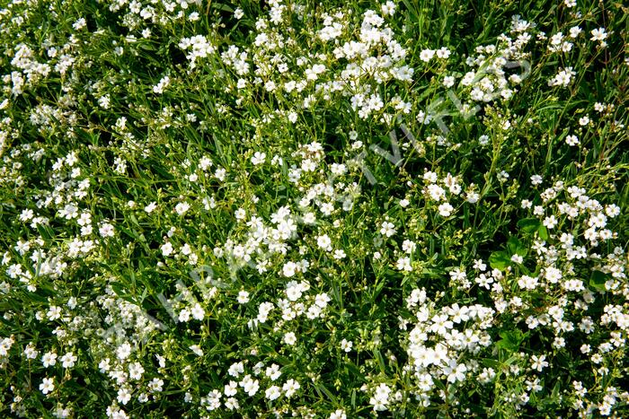 Šater plazivý 'Filou Weiß' - Gypsophila repens 'Filou Weiß'