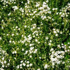 Šater plazivý 'Filou Weiß' - Gypsophila repens 'Filou Weiß'