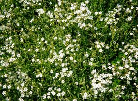 Šater plazivý 'Filou Weiß' - Gypsophila repens 'Filou Weiß'