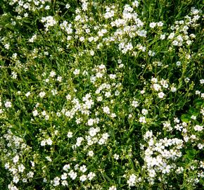 Šater plazivý 'Filou Weiß' - Gypsophila repens 'Filou Weiß'