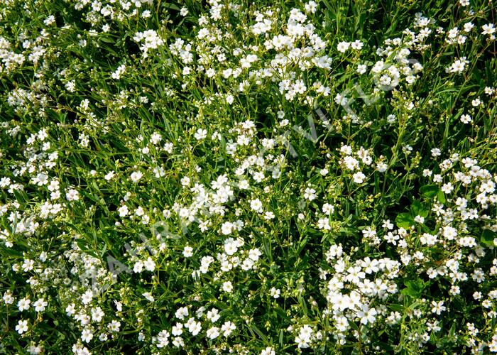 Šater plazivý 'Filou Weiß' - Gypsophila repens 'Filou Weiß'