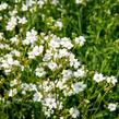 Šater plazivý 'Filou Weiß' - Gypsophila repens 'Filou Weiß'