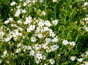 Šater plazivý 'Filou Weiß' - Gypsophila repens 'Filou Weiß'