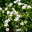 Šater plazivý 'Filou Weiß' - Gypsophila repens 'Filou Weiß'