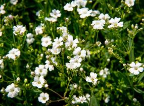 Šater plazivý 'Filou Weiß' - Gypsophila repens 'Filou Weiß'